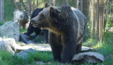 'No risk' to public safety after grizzly bear escaped enclosure, Calgary Zoo says
