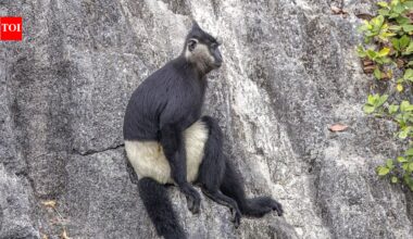 Rare family of Delacour’s langurs photographed in Vietnam as conservation efforts protect one of the world’s most endangered monkeys |