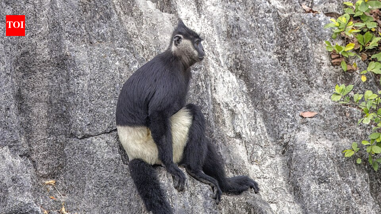 Rare family of Delacour’s langurs photographed in Vietnam as conservation efforts protect one of the world’s most endangered monkeys |