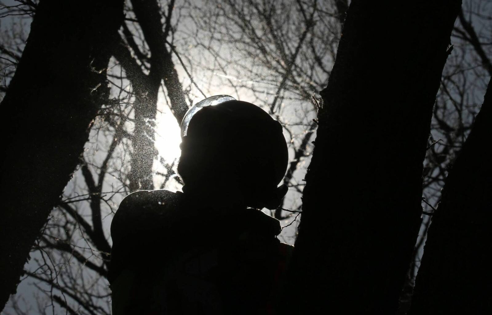 Province officially recognizes arboriculture as a trade – Winnipeg Free Press