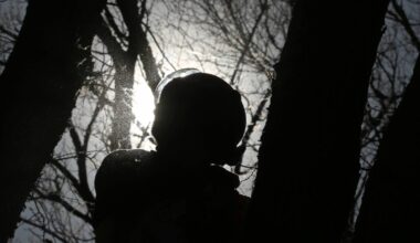 Province officially recognizes arboriculture as a trade – Winnipeg Free Press