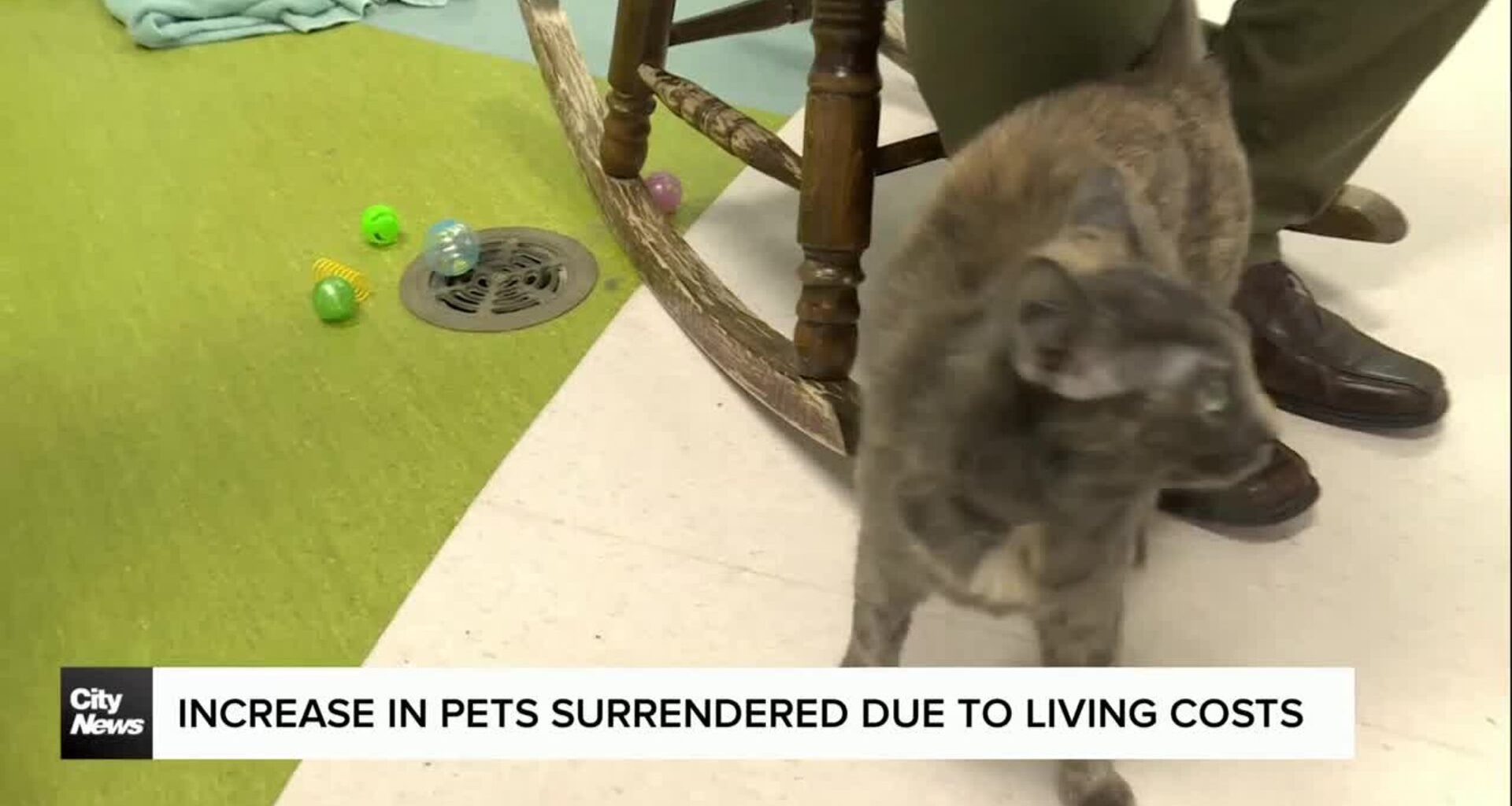 Winnipeg Humane Society says more people cant afford to keep their pets