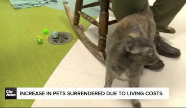Winnipeg Humane Society says more people cant afford to keep their pets