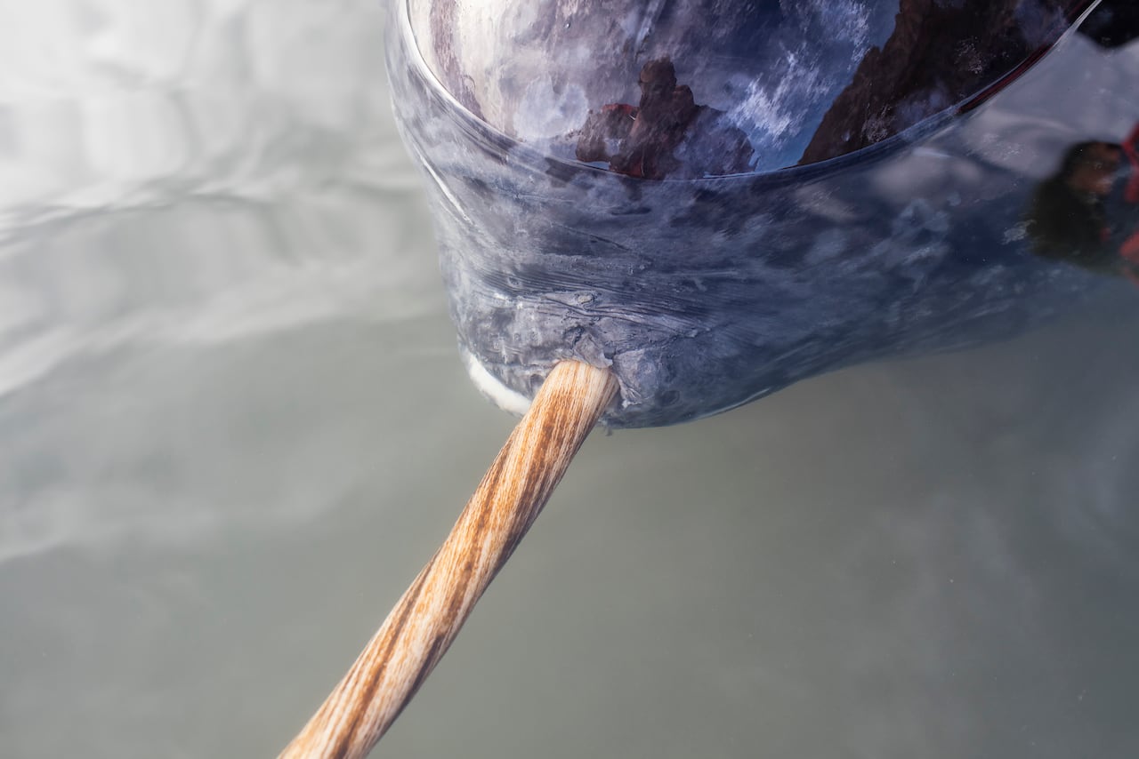 A close up of a narwhals head showing the tusk protruding from the mouth