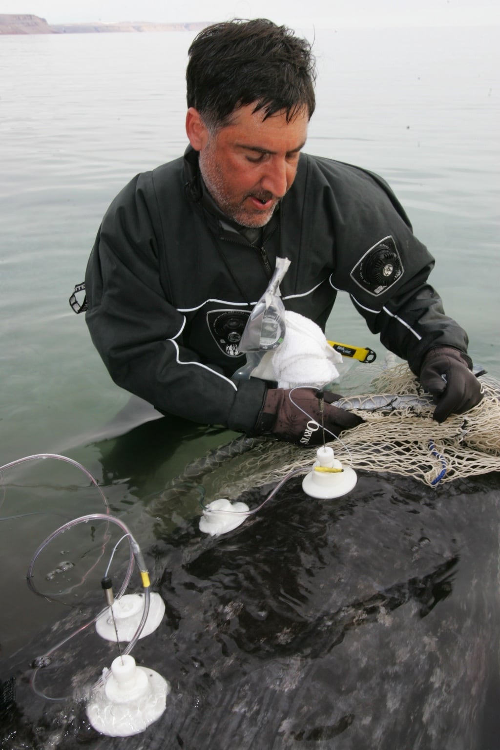 Martin Nweeia is in the water beside a narwhal in a wet suit. He is attaching electrodes to the outside of the narwhal.