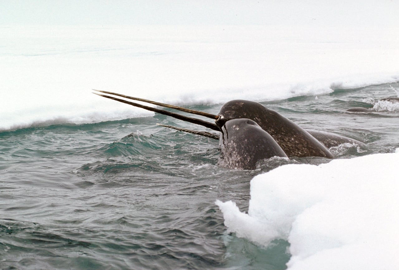 Three narwhals in the water beside each other. They are surrounded by ice.