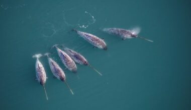 New research discovers the twisty secret behind the narwhal's unusually straight tusk