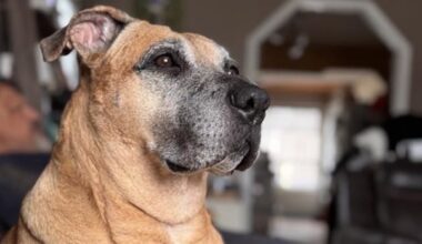 'She's our hero': dog honoured after protecting Nipigon, Ont., family from black bear last fall