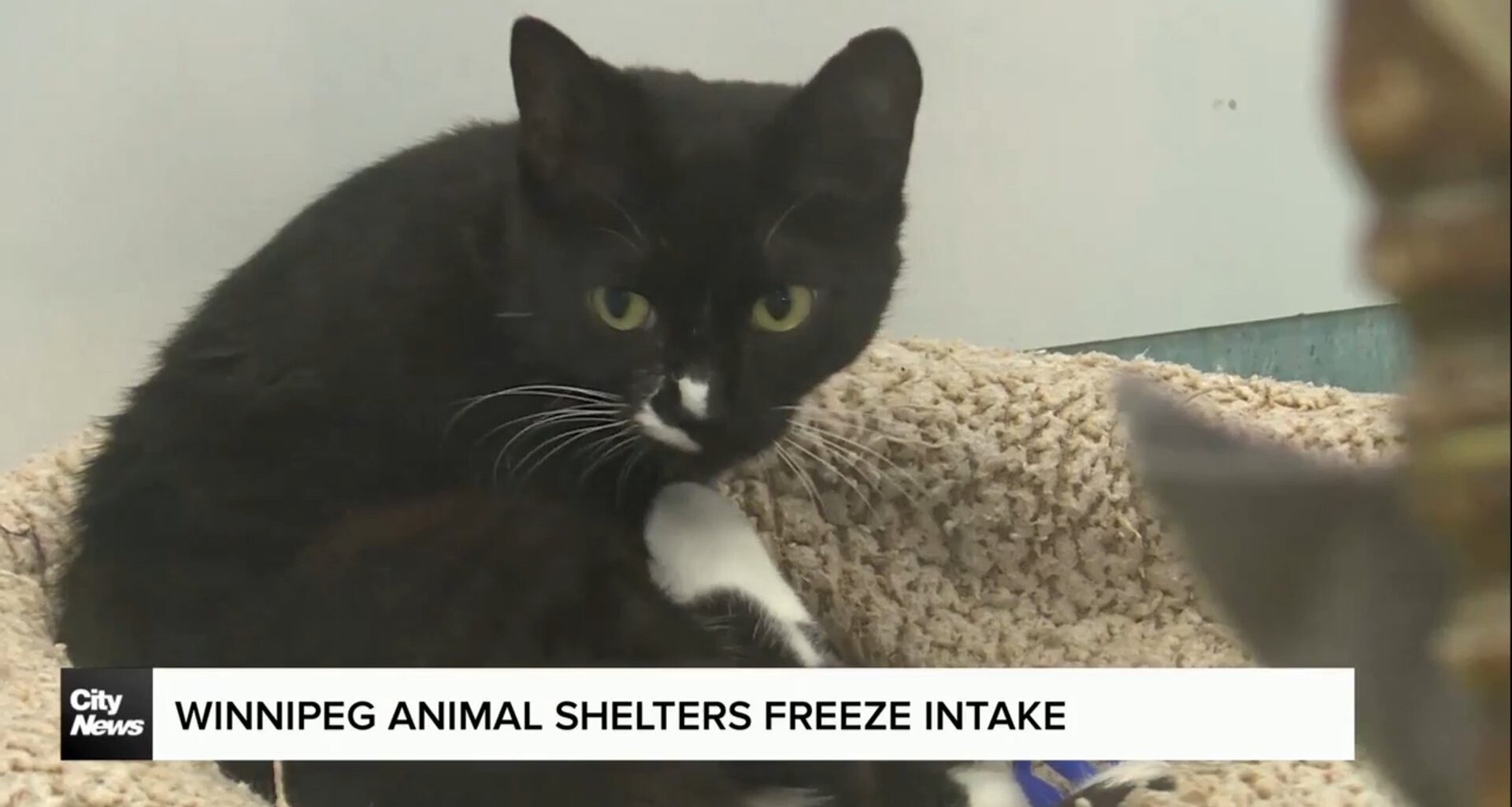 Winnipeg Humane Society freezes intake