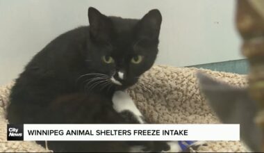 Winnipeg Humane Society freezes intake