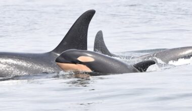 Proposed changes to endangered species law would 'stab it to death,' says scientist
