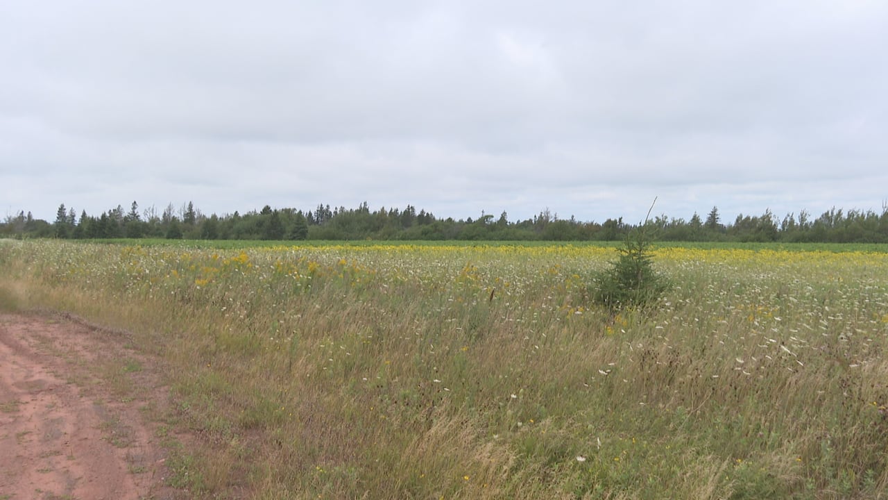 A large green, open field with trees in the background and dirt road to the left.