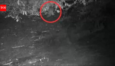 First time in 100 years, North American river otter spotted in the Bronx River: 'I could hardly believe what I was seeing'