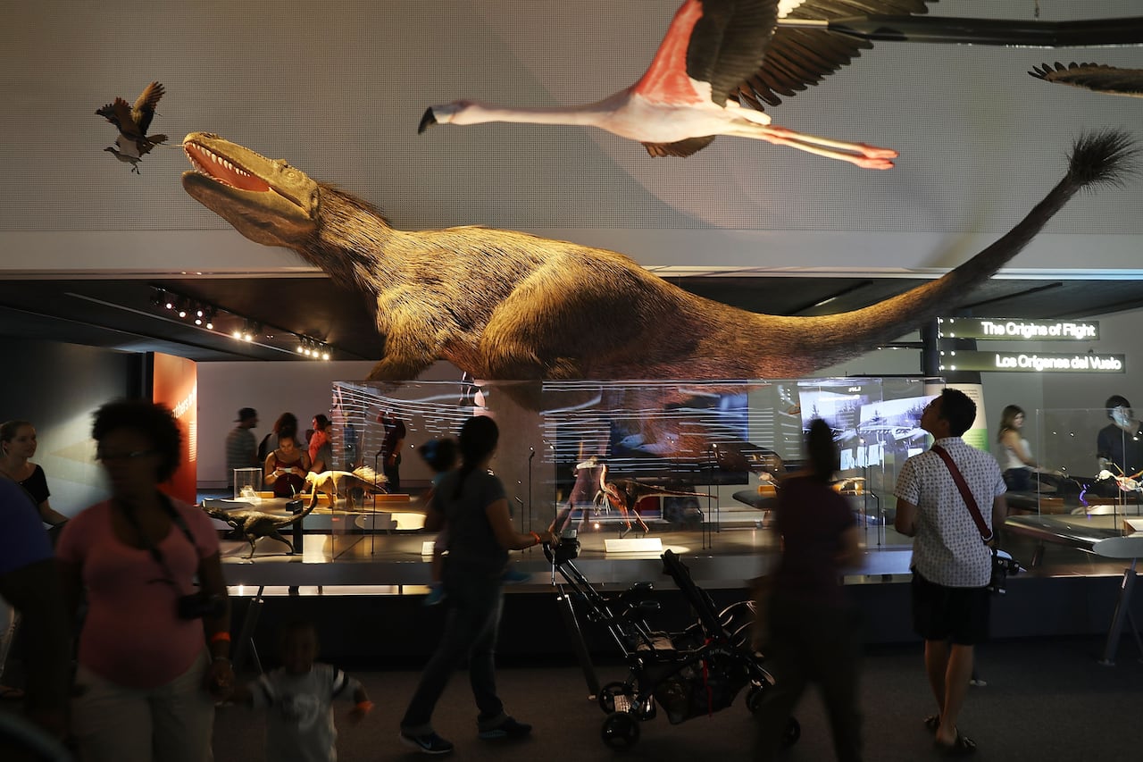 A feathered dinosaur in a museum display flanked by flying birds.
