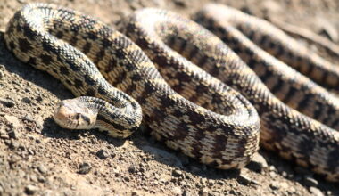 VIDEO: ‘What even is that?’ bullsnake filmed swimming on Lake Diefenbaker