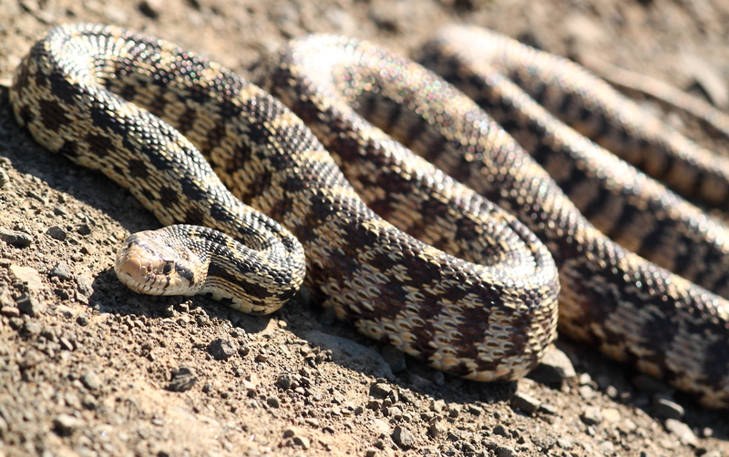 VIDEO: ‘What even is that?’ bullsnake filmed swimming on Lake Diefenbaker