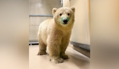 Orphaned polar bear cub arrives at Winnipeg's Assiniboine Park Zoo