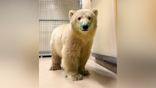 Orphaned polar bear cub arrives at Winnipeg's Assiniboine Park Zoo