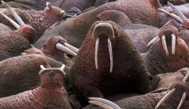 Dangerous parasite found in walrus harvested in Naujaat, Nunavut