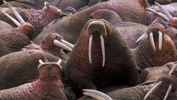 Dangerous parasite found in walrus harvested in Naujaat, Nunavut