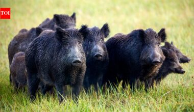 In 2005, California began eradicating 5,036 feral pigs from Santa Cruz Island as part of a wider fox recovery effort; by 2015 its native fox population had risen from under 70 to about 2,100