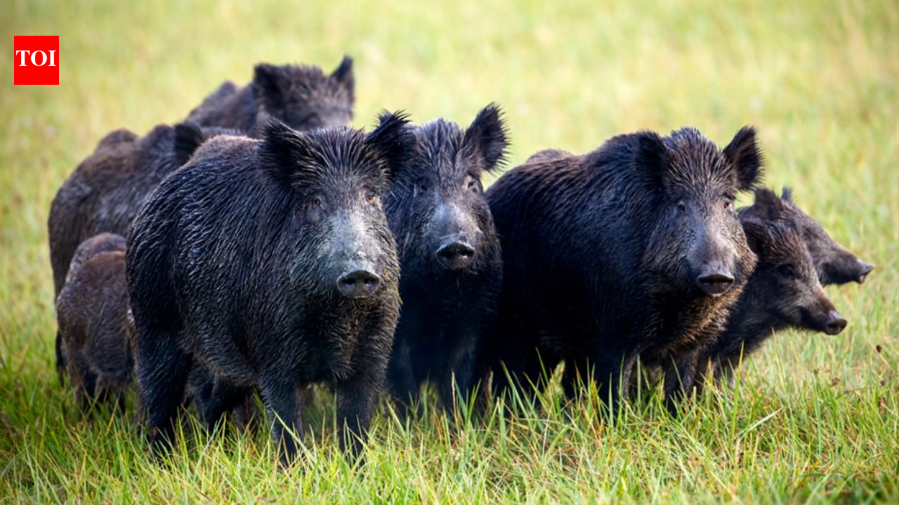 In 2005, California began eradicating 5,036 feral pigs from Santa Cruz Island as part of a wider fox recovery effort; by 2015 its native fox population had risen from under 70 to about 2,100