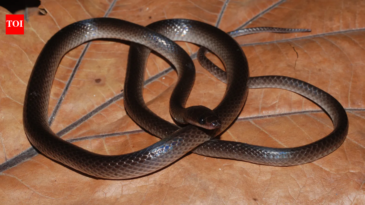 A new snake species discovered in the jungle has been named after Guns N’ Roses guitarist Slash; here’s why scientists chose the rock star’s name