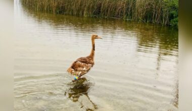 After wildfire threat, 40 whooping crane chicks hatch in Wood Buffalo National Park