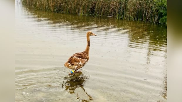 After wildfire threat, 40 whooping crane chicks hatch in Wood Buffalo National Park