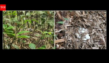 residents in china found three king cobra nests; scientists saw two cobras guarding one with 72 eggs | World News
