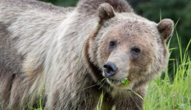 More grizzly bears killed in 2024 than any other year on record in Alberta