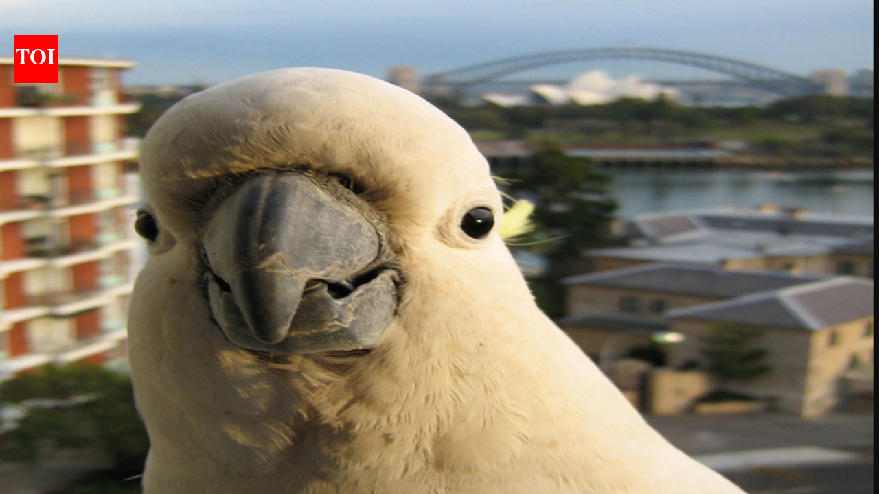 In 2021, National Geographic reported that Sydney cockatoos can pry open garbage bins; by the end of 2019, the learned trick had spread across 44 suburbs | World News