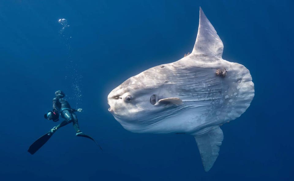 A giant oceanic sunfish in Mexico's Baja Peninsula encounters a freediver.
