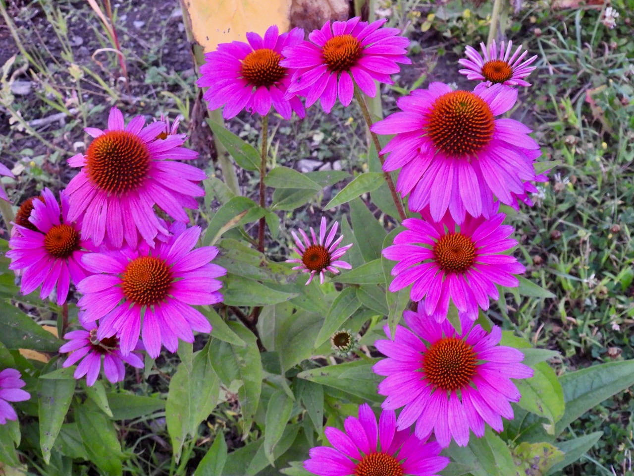 Purple flowers were orange centres grow up from the grass.