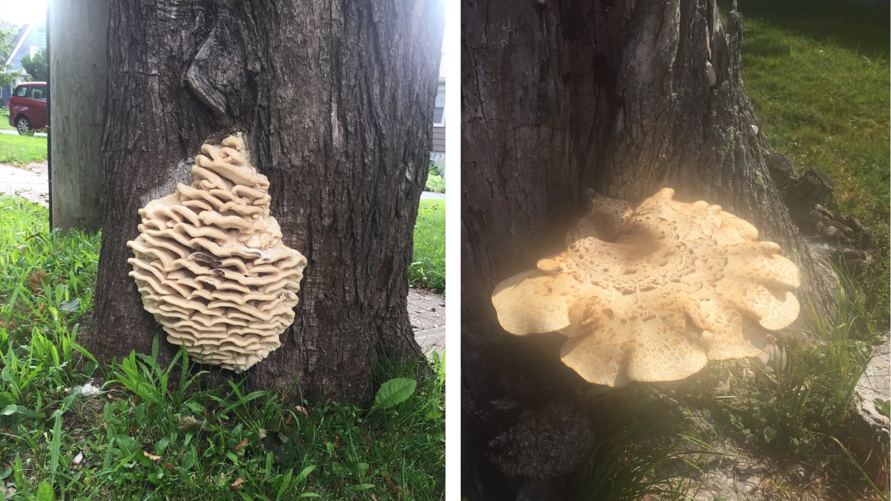 Giant mushrooms grow out of tree bark.