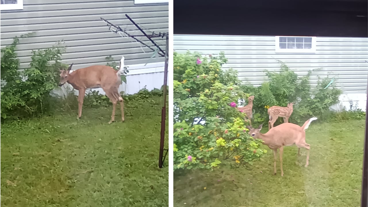 A mother deer and her fawns explore a grassy yard near a house.