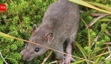Alaska eradicated rats from a 6,869-acre Aleutian island more than two centuries after they arrived in a shipwreck; within two years some native bird populations had increased 200% or more and missing seabirds began returning