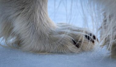 The Arctic Through The Lens Of Photographer Piet Van Den Bemd