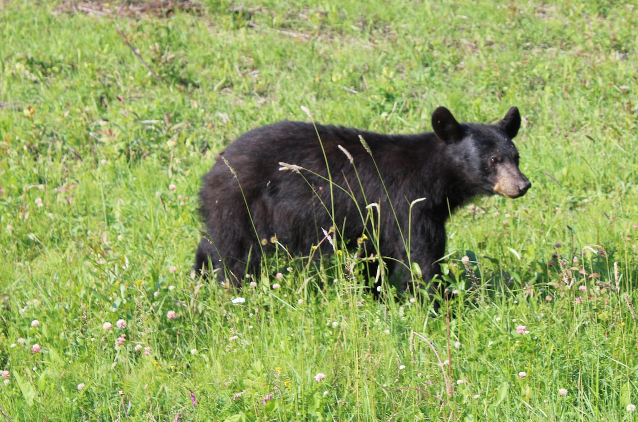 A black bear is seen on a grassy patch.