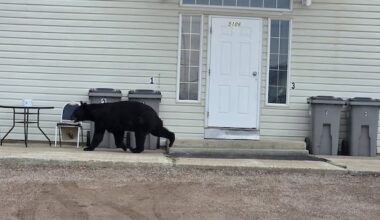 Food-conditioned bear killed in Fort Nelson, as resident launches community safety petition