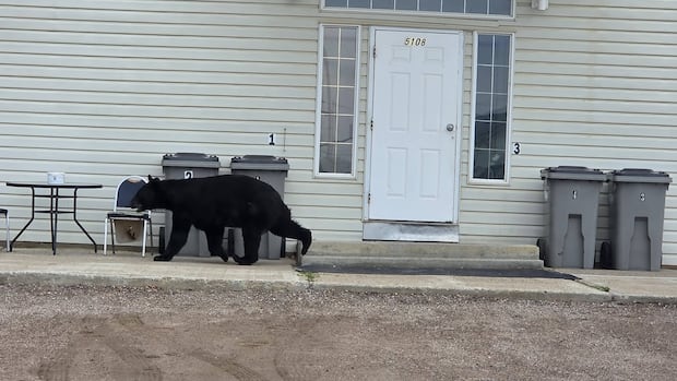 Food-conditioned bear killed in Fort Nelson, as resident launches community safety petition