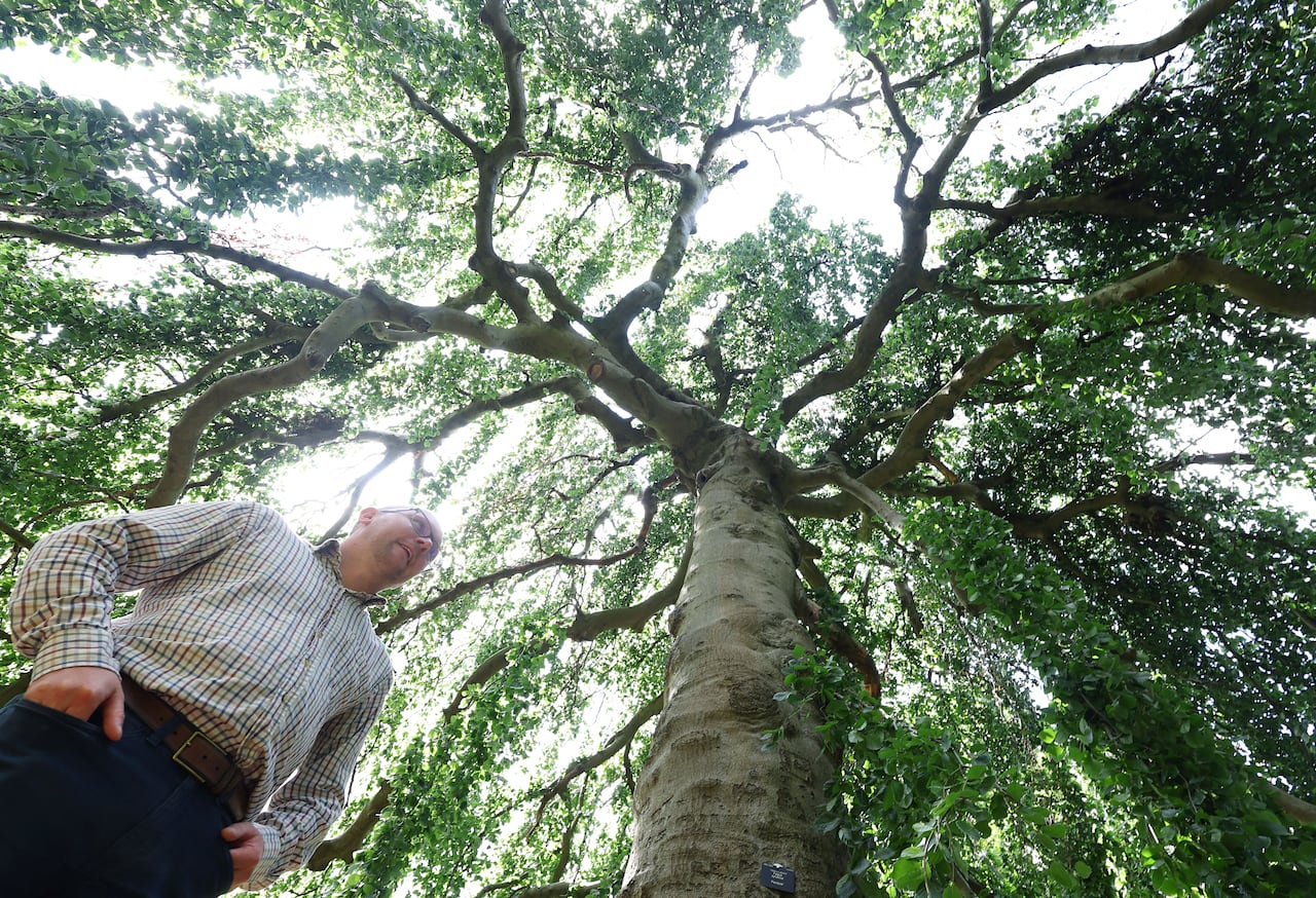 A man is seen from below with a tree canopy looming overhead