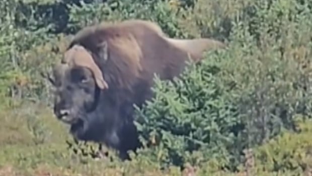 Rare muskox with fur like a 'magical grass skirt' spotted in Labrador West