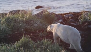 Paddler shoots and kills polar bear along Hudson Bay coast in Manitoba, province says