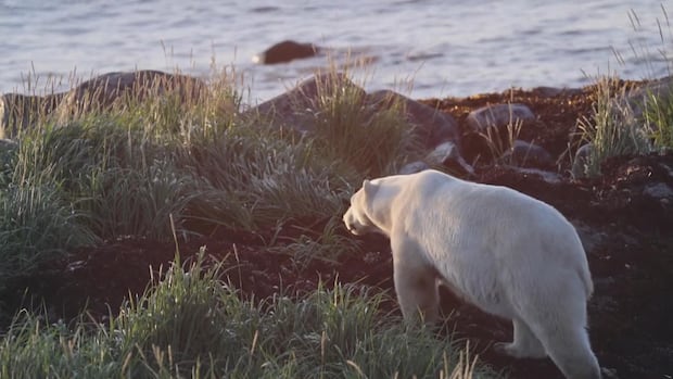 Paddler shoots and kills polar bear along Hudson Bay coast in Manitoba, province says