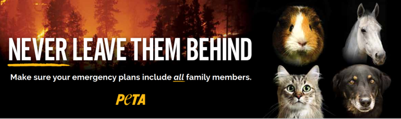 Urgent From PETA: Hawk Fire Survival Tips to Help Save Animals Amid Evacuations