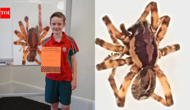 In 2020, 10-year-old Murphy Widdowson collected a spider on a remote Australian island that experts could not identify; scientists later declared it a new species and named it Artoriopsis murphyi after him