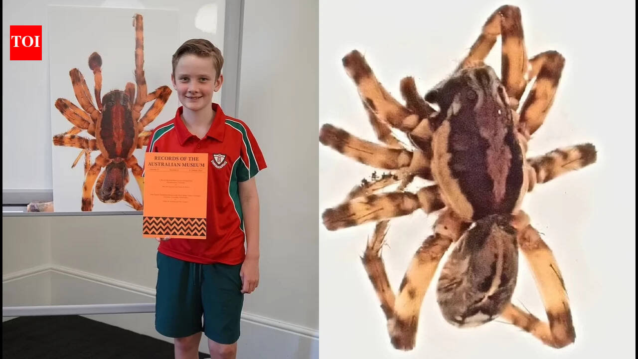In 2020, 10-year-old Murphy Widdowson collected a spider on a remote Australian island that experts could not identify; scientists later declared it a new species and named it Artoriopsis murphyi after him