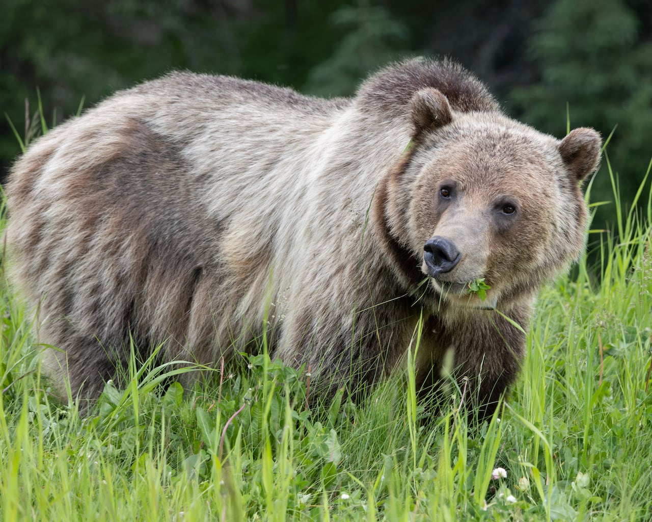 A grizzly bear.