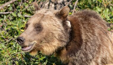 Alberta government supports grizzly bear monitoring research but stops short of population count